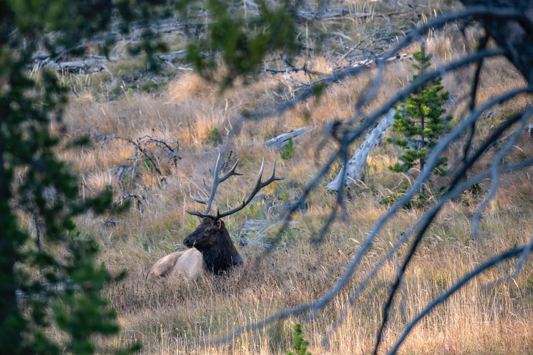 Bull elk